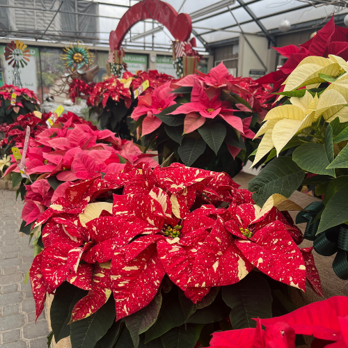 Selection of poinsettias featuring red, yellow (or white), and red with yellow-tinted leaves.