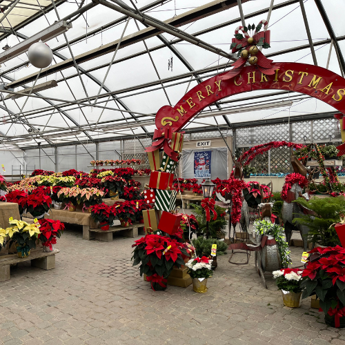 Our garden center fully decorated for Christmas, featuring a large 'Merry Christmas' sign with gold lettering on a red background. The sign is adorned with presents in various patterns, including red with white polka dots, black with white polka dots, gold with a red stripe, and black and white chevron. Surrounding the garden center is a vast selection of poinsettias.