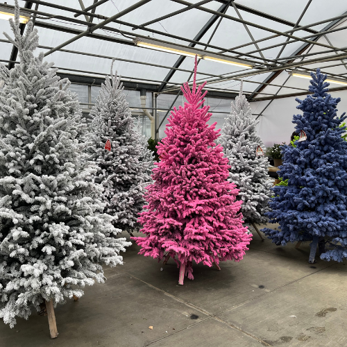 Selection of flocked, pink, and blue Christmas trees available at Barrett's Showplace Gardens.