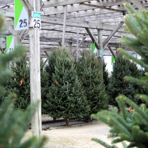 Large selection of Christmas trees available at Barrett's Showplace Gardens, ready for the holiday season.