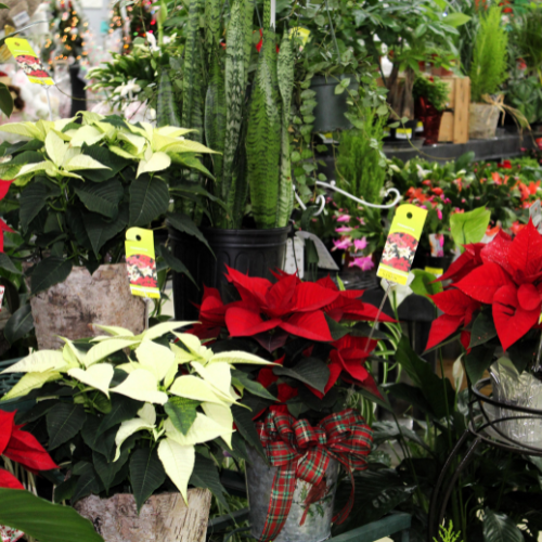 Small selection of red and white poinsettias in wooden and metal planters, surrounded by assorted houseplants.