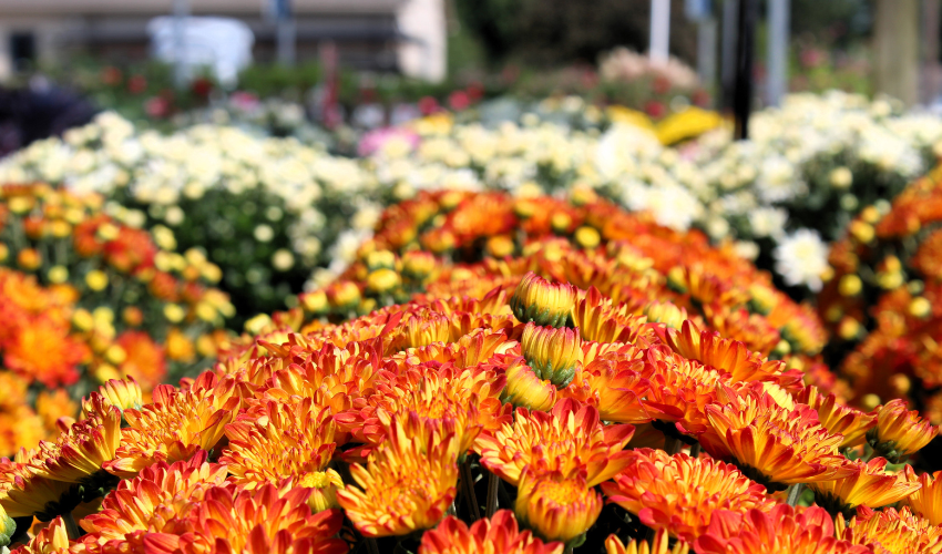 Embracing Fall Garden Trends