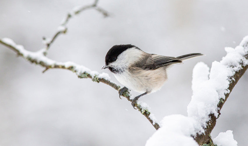 Helping Wildlife Through the Winter: Simple Ways to Support Local Bird
