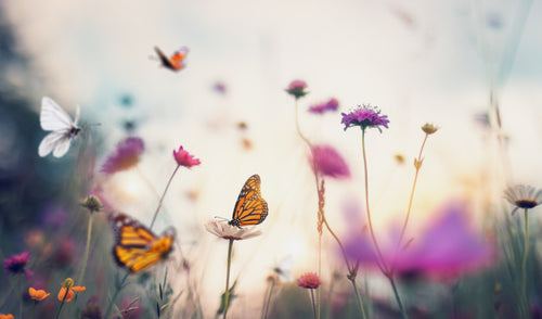 What We Can Do for Butterflies