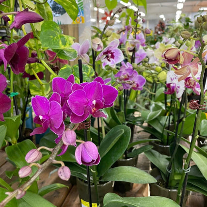 Greenhouse / Nursery