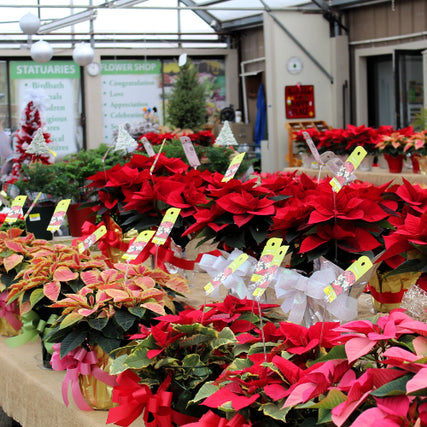Greenhouse / Nursery