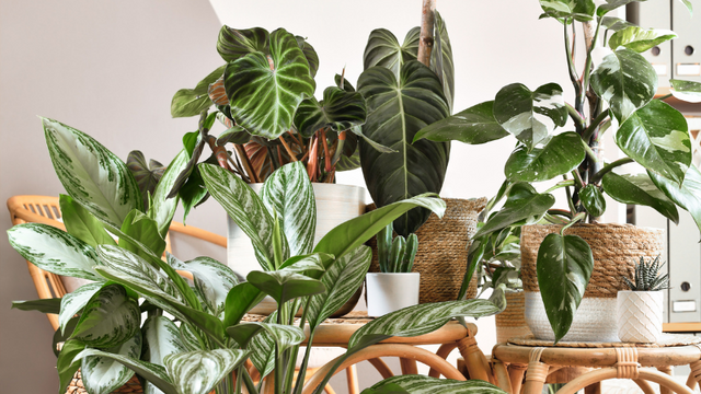 Indoor plants in a room with wicker furniture