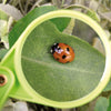 Esschert Design Magnifying glass
