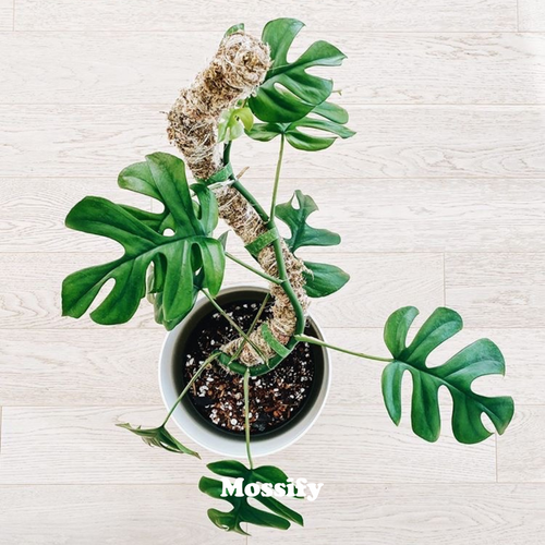 Mossify The Original Bendable Moss Pole™