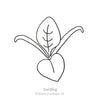Botanical Interests Matador Spinach Seeds